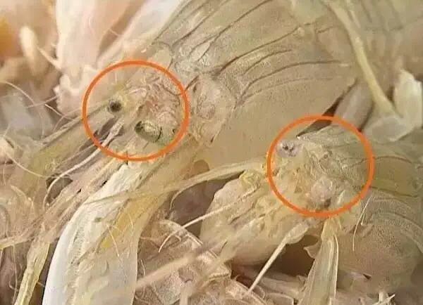 皮皮虾怎么挑选它的肉才紧实,挑选好的皮皮虾的正确方法