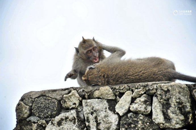 巴厘岛情人崖猴子,巴厘岛最美情人崖