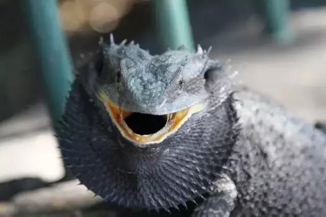 黑色鬃毛的狮子厉害吗,黑色鬃狮蜥