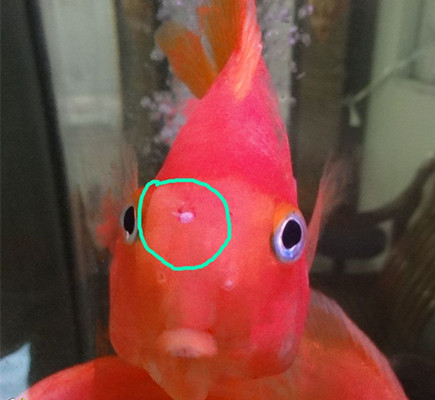 鹦鹉鱼容易出现什么病,鹦鹉鱼最常见的疾病是什么