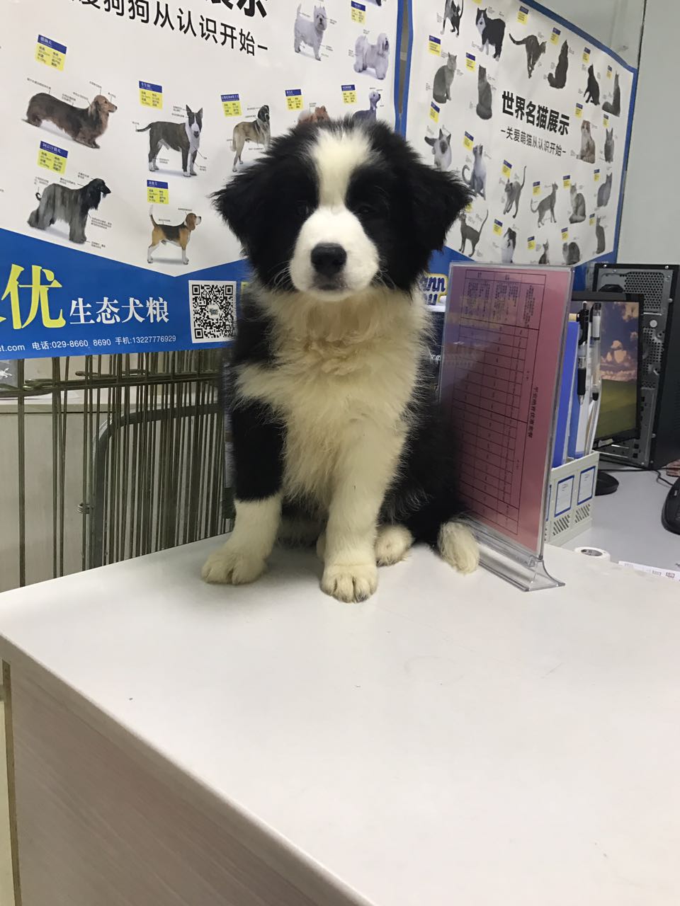 边牧得过细小还用打细小疫苗吗,没打疫苗的边牧幼犬能训练吗