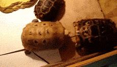 男女主人正在卿卿我我，狗狗一个嘴下来，又是一个措手不及