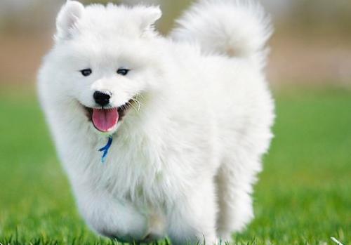 萨摩耶的便便为什么那么臭,萨摩耶拉的大便是金黄色的