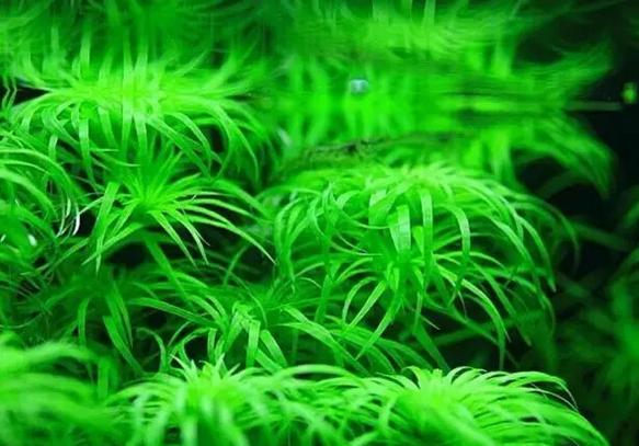 坏水质,草缸水质都要注意哪些