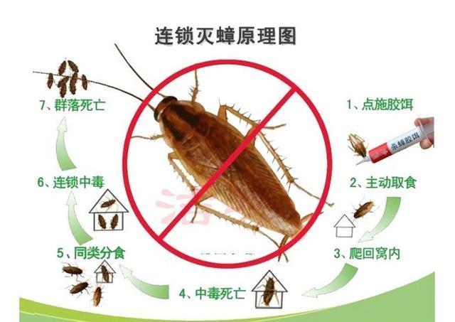 什么德国小蠊蟑螂药消灭最彻底,专杀德国小蠊的蟑螂药