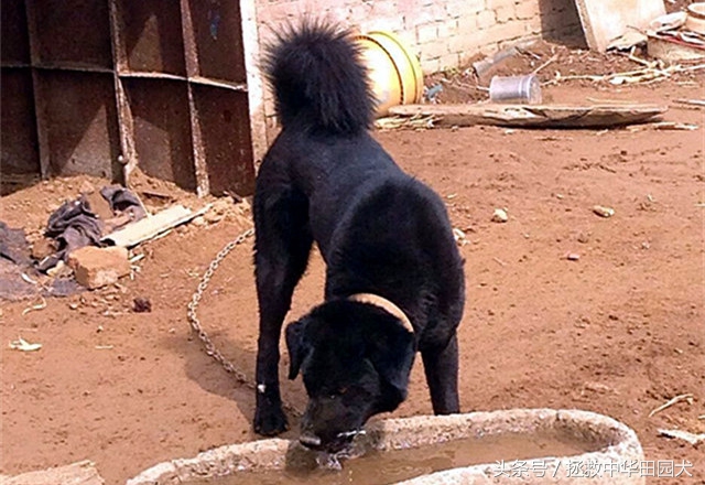 中华田园犬最好的犬种,中华田园犬本土犬种禁养