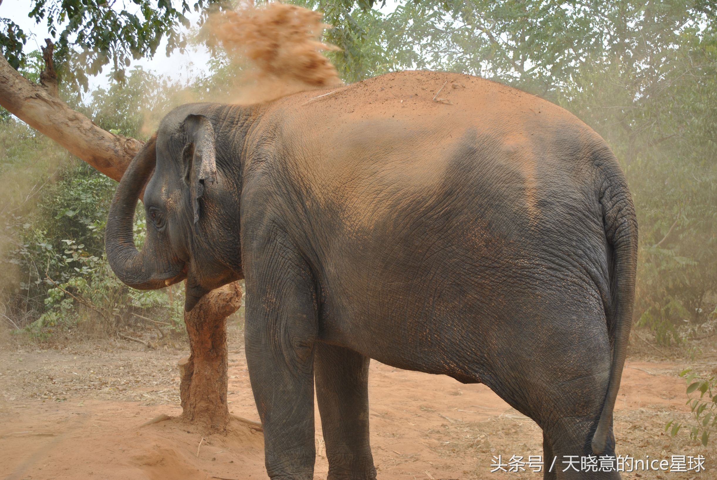 泰国大象旅行记,泰国旅游跟大象近距离接触