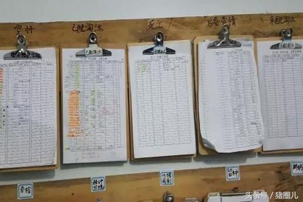 经产母猪喂养的正确方法,母猪管理技术视频教程