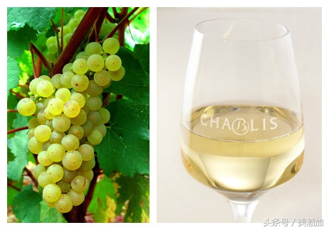 白葡萄酒是白色的吗能喝吗,白葡萄酒为什么是白色