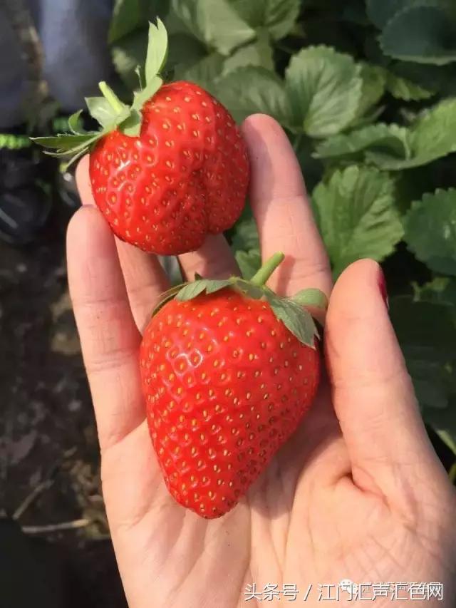 江门草莓采摘园在哪里,草莓采摘园人满为患