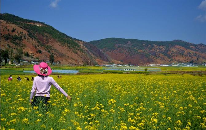 春季赏花图鉴大全,春季赏花游哪里好玩
