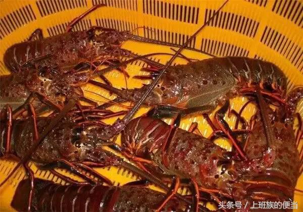 12种常见虾图解大全,各种虾的区别及图片