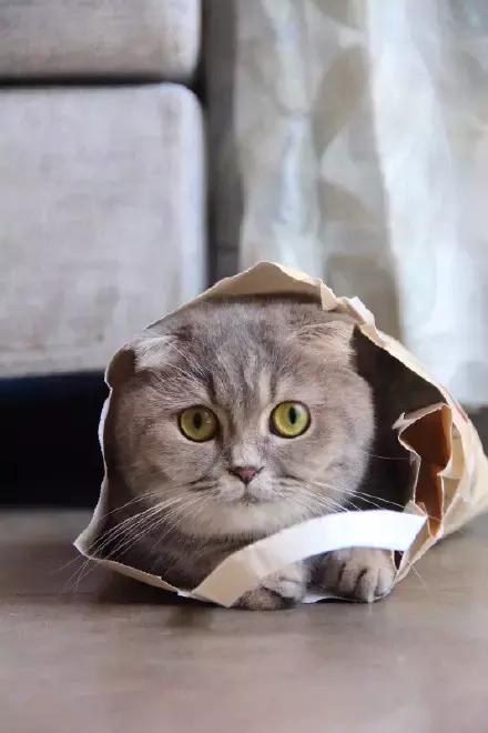 萌宠动物图鉴,萌宠萌图第591期