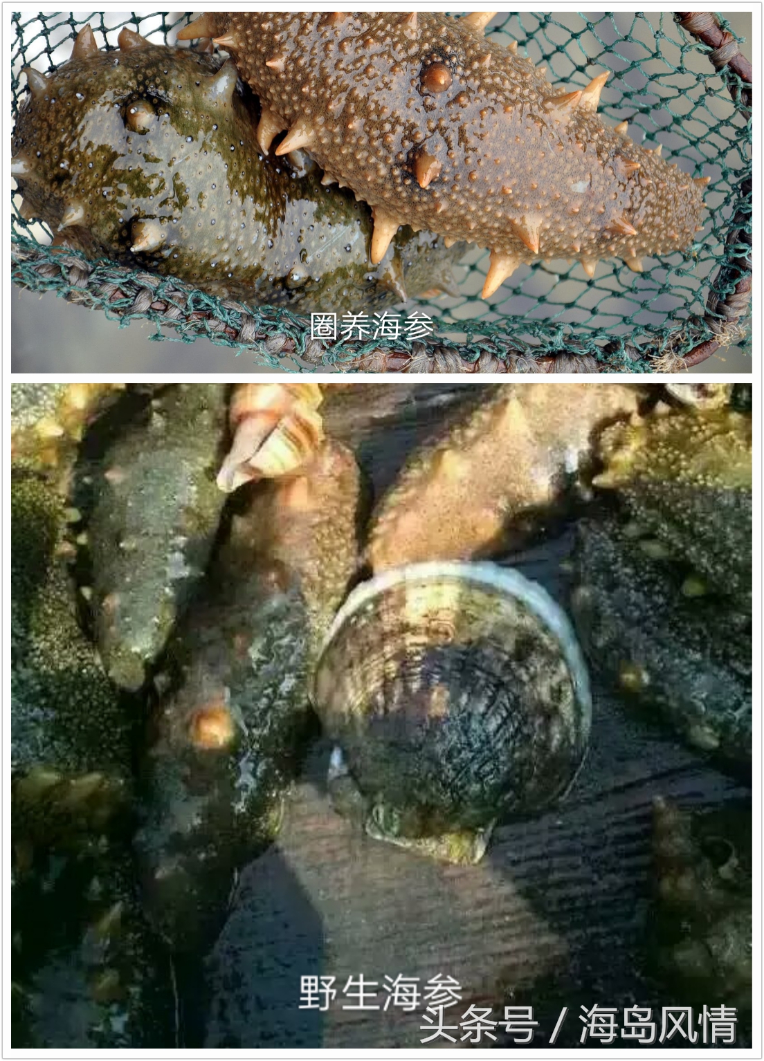 野生海参跟养殖海参有什么区别,野生海参和养殖海参营养区别大吗