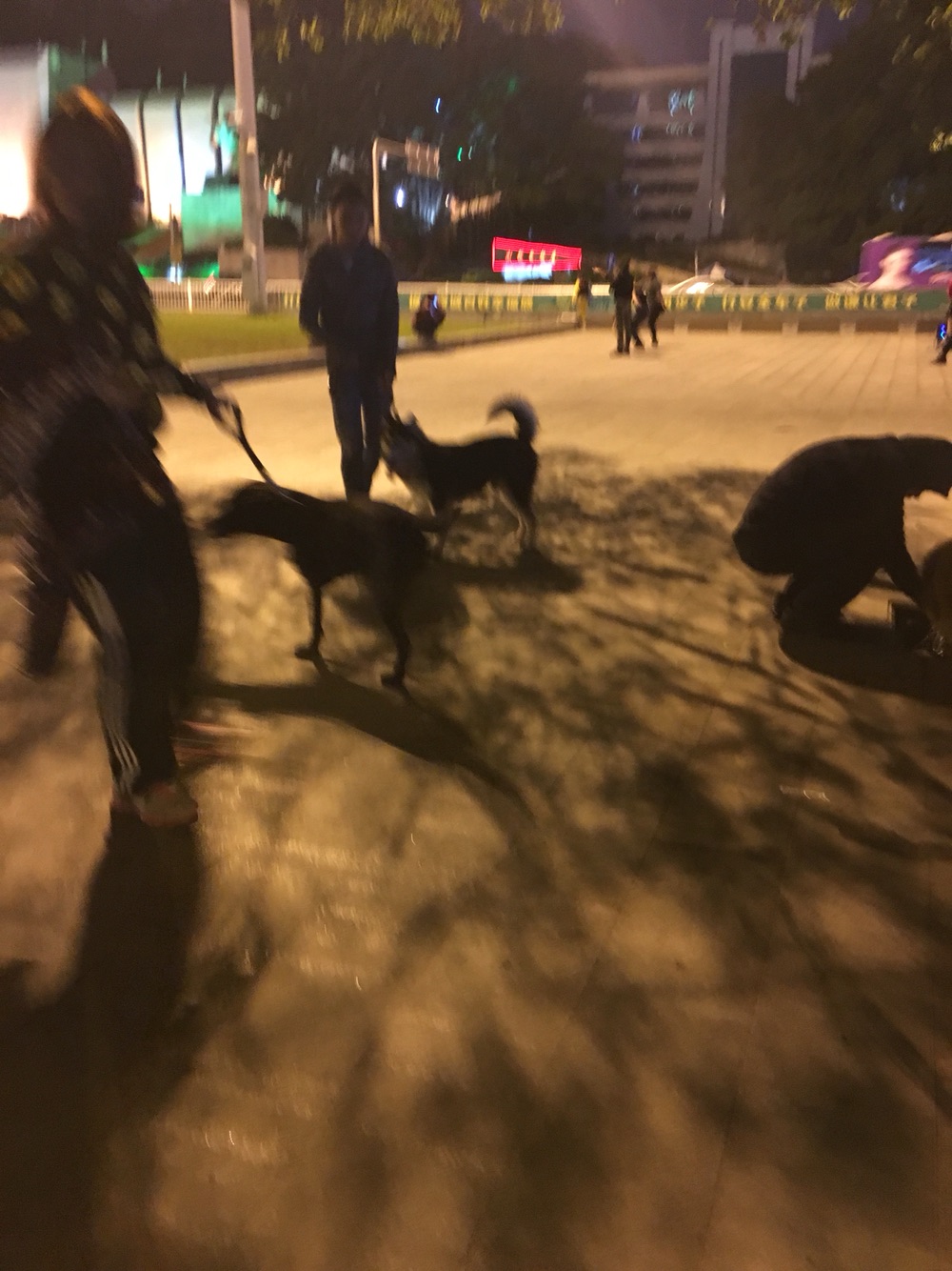 能遇到这样的人就好好珍惜,作为一个怕狗的人到底能不能养狗