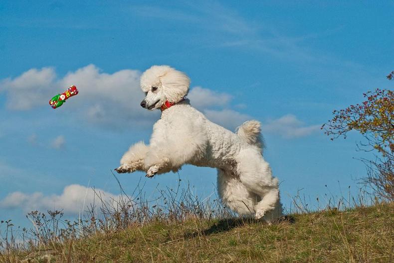 贵宾犬怎么饲养,贵宾犬如何饲养好