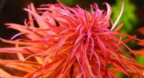 坏水质,草缸水质都要注意哪些