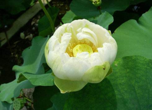 适合在家养的水生植物,家中养什么水生植物比较好养