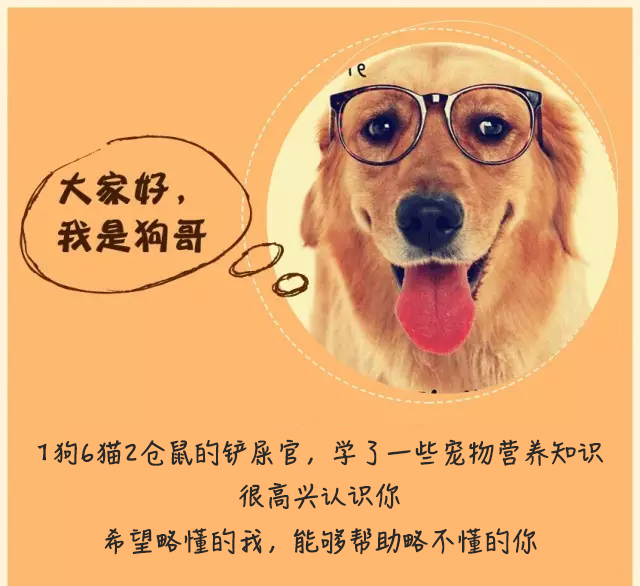 10个美国人花了1400个小时选出他们最喜欢的134个狗粮