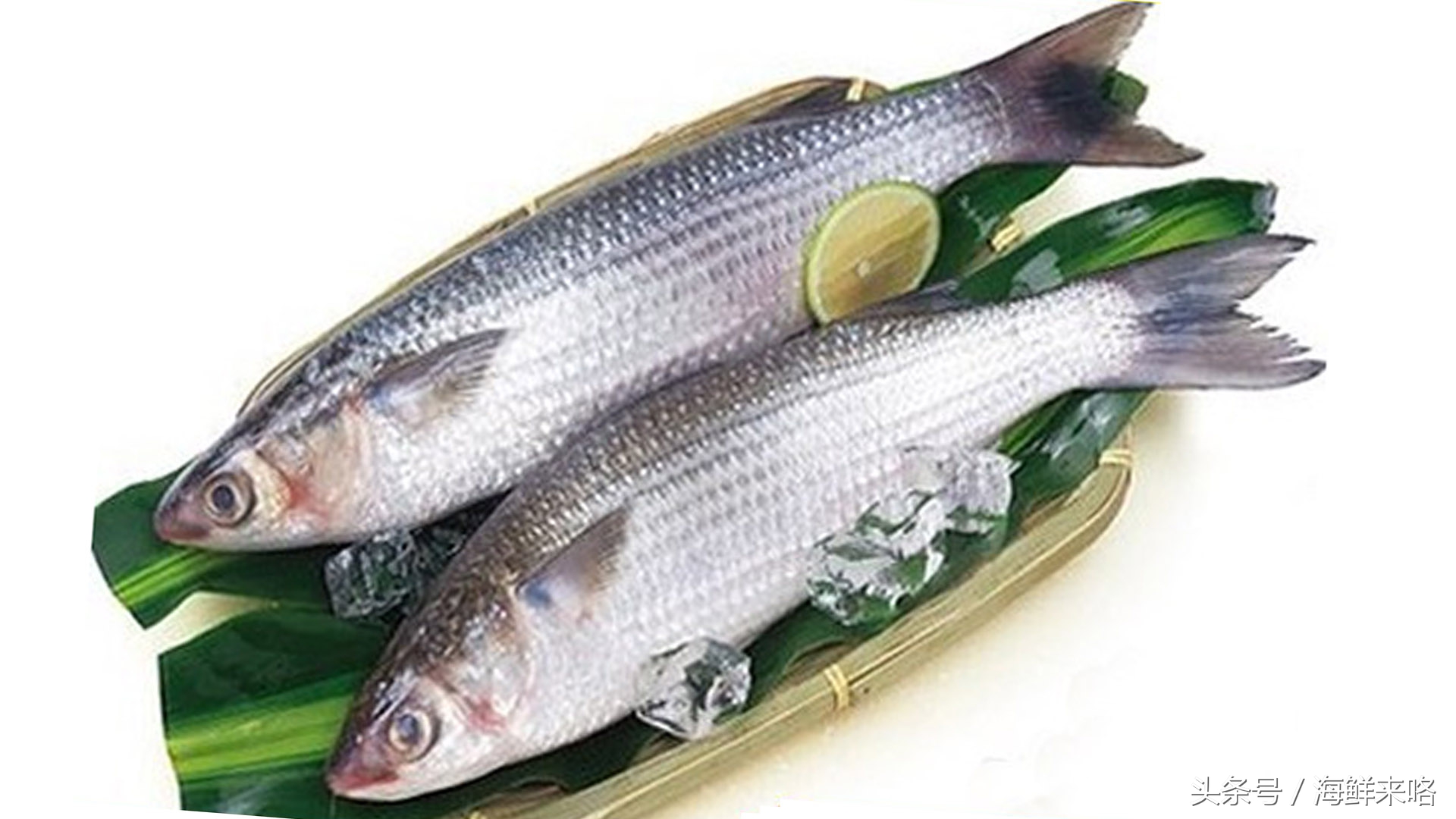 哪种海鱼吃着最简单,哪种海鱼喜欢吃肉