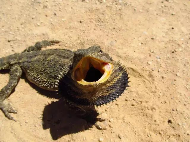 黑色鬃毛的狮子厉害吗,黑色鬃狮蜥