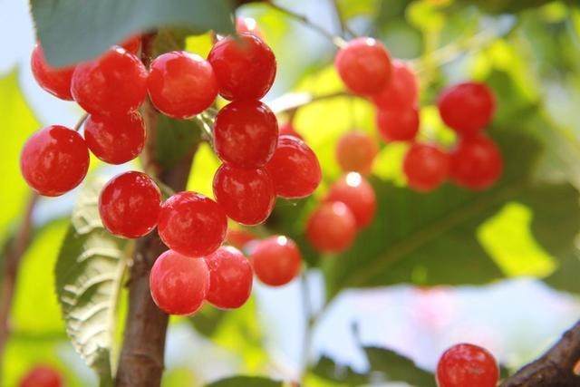 祛斑怎么才能不反弹,祛斑怎么不留疤