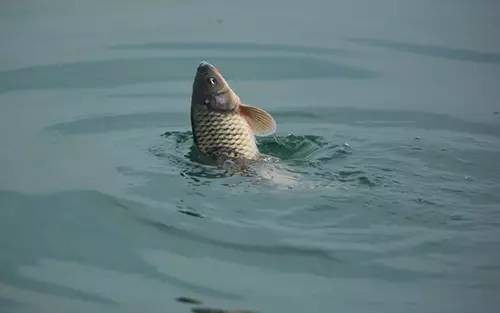 四海钓鱼余师傅饵料,四海钓鱼饵料大讲堂