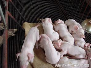 仔猪是个宝！管理要做好！