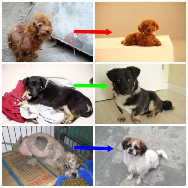 流浪动物救助志愿者全集,遇见流浪动物时怎么做最合适