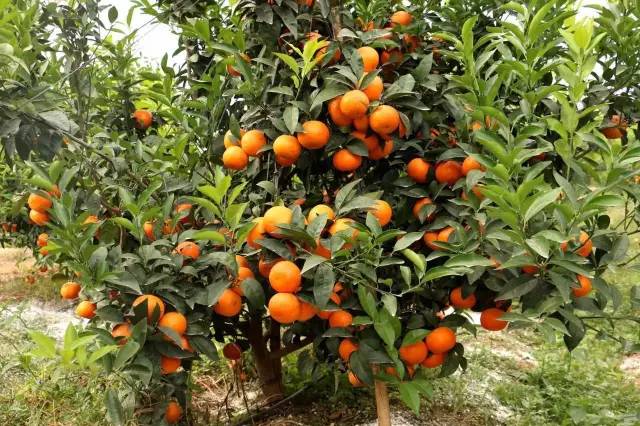 南宁游玩踏青攻略路线推荐,南宁春游赏花攻略图