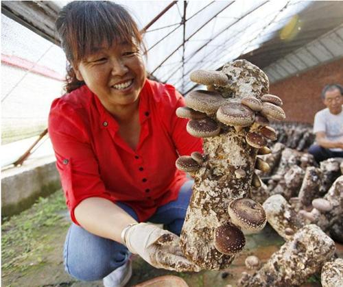 支持武川县高质量发展,武川县产业简介