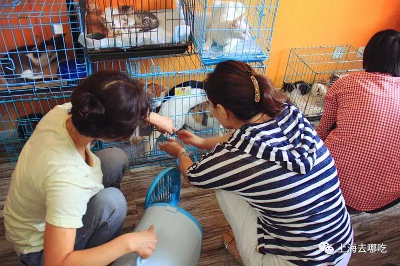 魔都这10家萌宠餐厅酒店，拯救留守在家的喵喵狗狗！咖啡、汉堡、江景……和主子腻在一起！