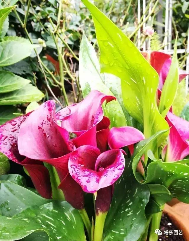 彩色马蹄莲教程,彩色马蹄莲问题