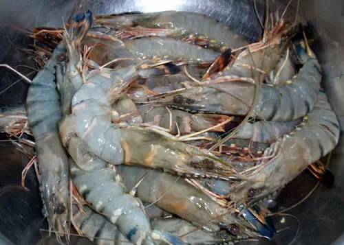 威海一月份当季海鲜,威海冬天海鲜种类