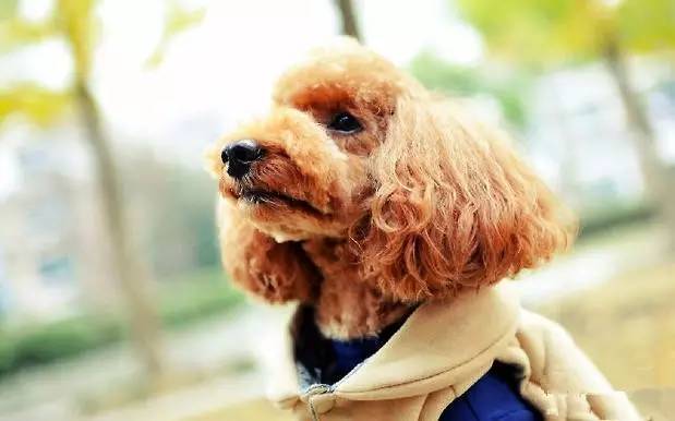 贵宾狗眼屎多怎么治,贵宾眼屎呈拉丝状