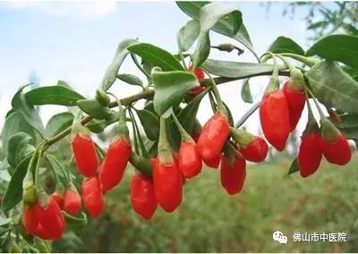 「赏诗识中药」物美价廉的枸杞子，识用的人当成宝！（含枸杞茶推荐）