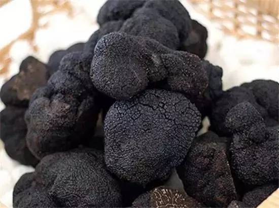 北京发现黑松露,陕西发现黑松露