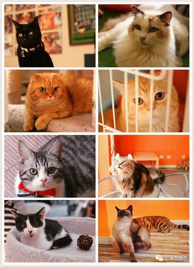 魔都这10家萌宠餐厅酒店，拯救留守在家的喵喵狗狗！咖啡、汉堡、江景……和主子腻在一起！