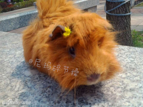 荷兰猪喂养方法和注意事项,荷兰猪的喂养方法