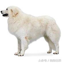 可爱呆萌狗狗资料,狗狗15种寄生虫病详细资料图