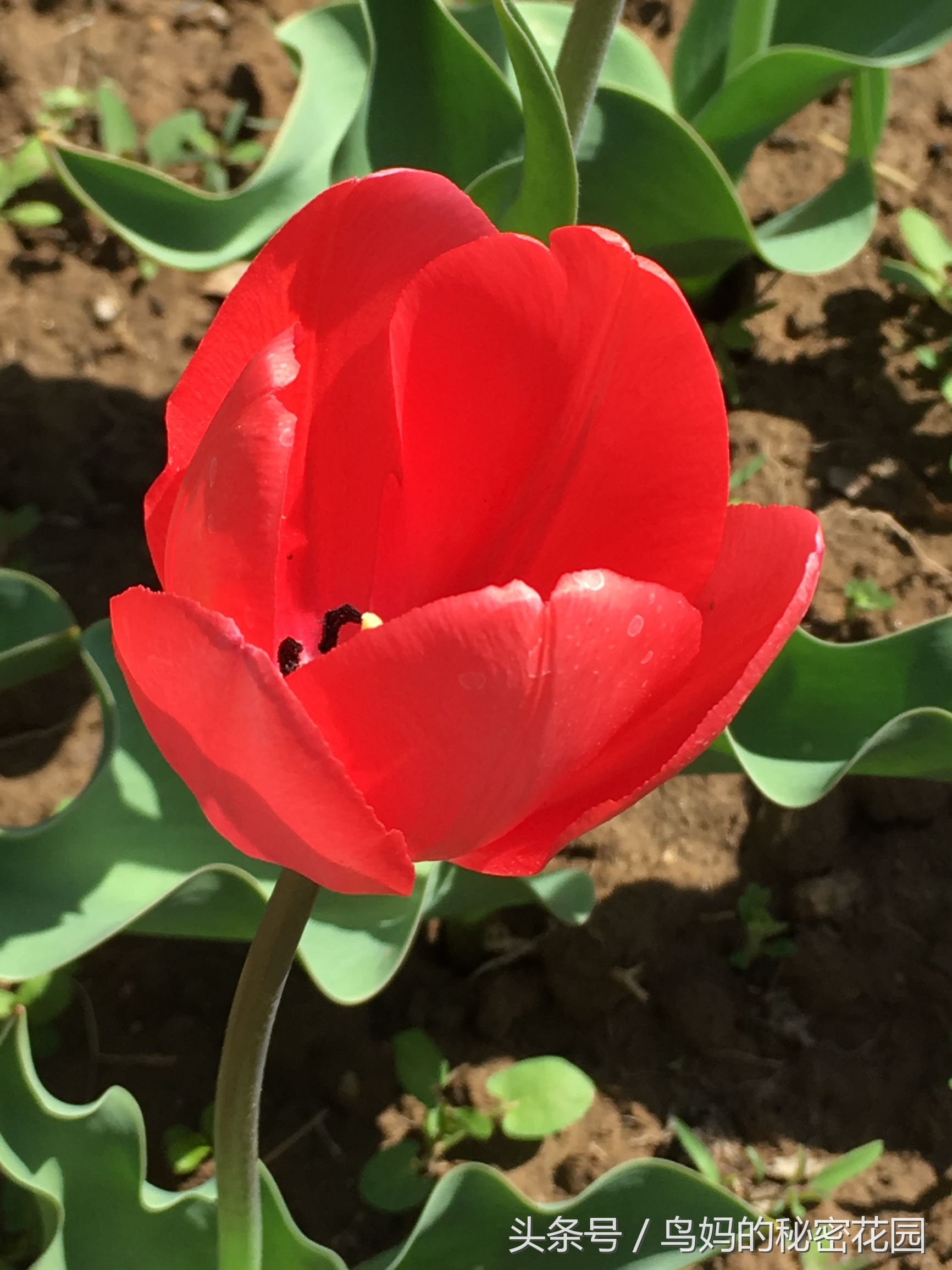郁金香土培开了花还能复花吗,哪些郁金香花可以复花种植