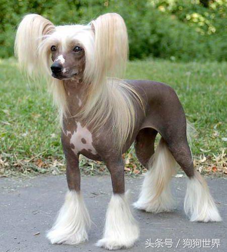 可爱呆萌狗狗资料,狗狗15种寄生虫病详细资料图