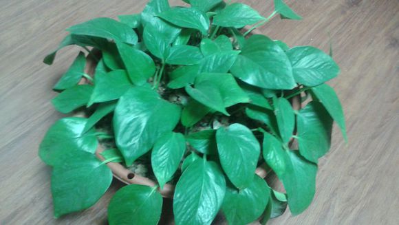 水培绿萝几天喂营养液,家庭水培绿萝的正确方法