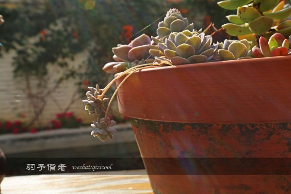 居于涟岸隐于湖,到肇庆体验离尘不离城的精致慢生活