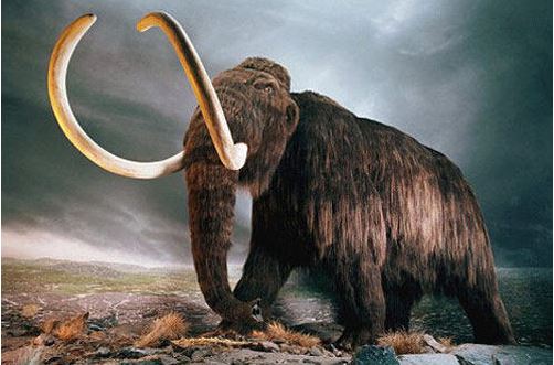 揭露猛犸象牙的仿冒品,真猛犸象牙和人工猛犸象牙图