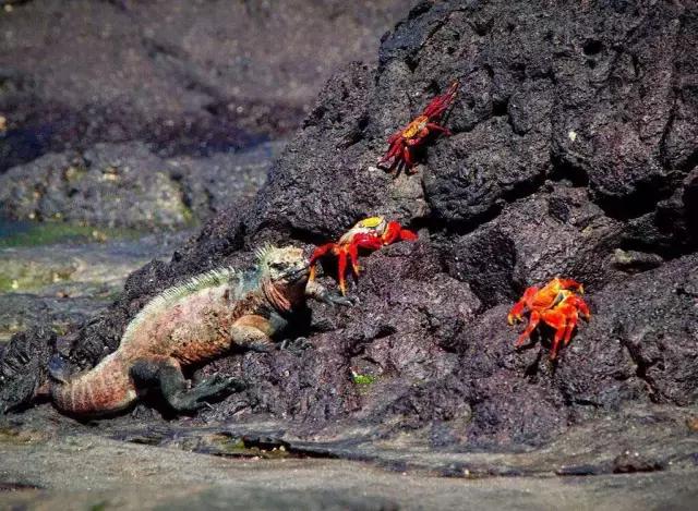 这才是旅行的样子,从亚洲至南美洲,他比我们多了点勇气和决心