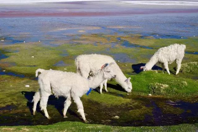 这才是旅行的样子,从亚洲至南美洲,他比我们多了点勇气和决心