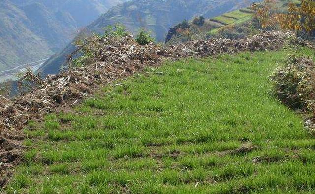 养猪污染如何处罚,养猪散养户污染环境怎么办