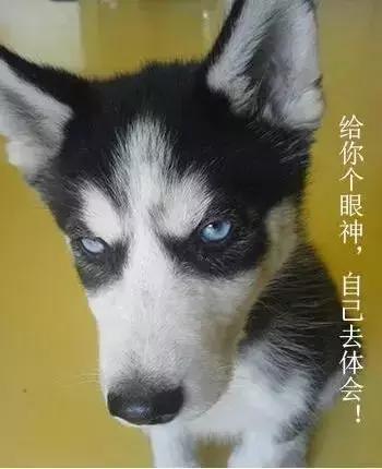 怎样尽快训一只成年狗熟悉自己,怎么努力训好一只狗