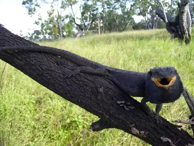 黑色鬃毛的狮子厉害吗,黑色鬃狮蜥